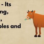 heffer meaning
