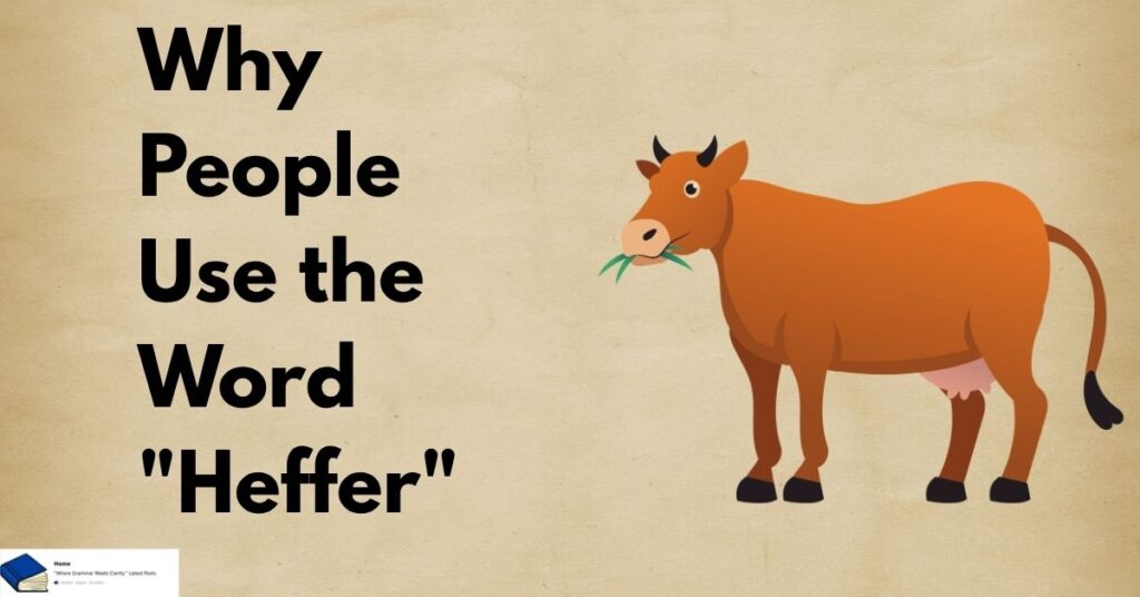 what is a heffer